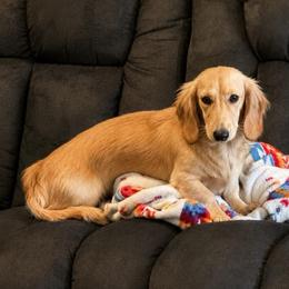 Theo - Cream male Dachshund puppy in Troup, Texas from East Texas Dachshunds