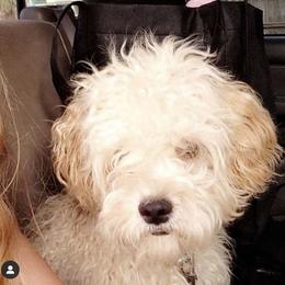 Teddy - Maltipoo
