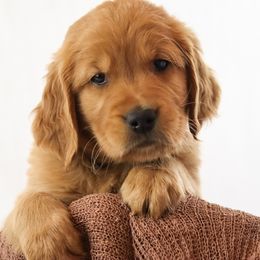 Huck - Dark golden male Golden Retriever puppy in Idaho Falls, Idaho from Brinton Goldens