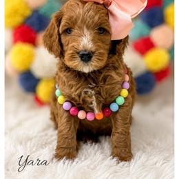 Yara - Red  female Goldendoodle puppy in State Road, North Carolina from Must Love Doodles