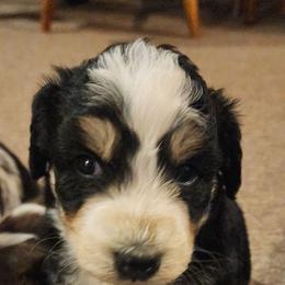 Cowgirl - Black tri-color female Aussiedoodle puppy in Mount Clare, West Virginia from Pineview Farms Australian Shepherds