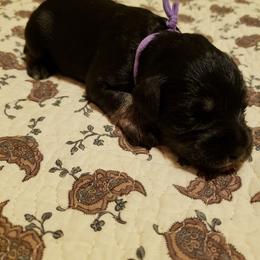 Miniature Schnauzer Puppies from Starbound Miniture Schnauzer's