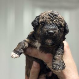 Brindle - Phantom male Bernedoodle puppy in Petersburg, Michigan from Brittany’s Mini Bernedoodles