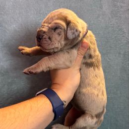 Lorelei - Merle female Great Dane puppy in Waseca, Minnesota from Northern Soul Great Danes