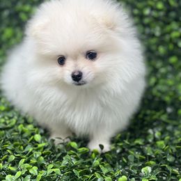 Destiny - White Pomeranian puppy in Brentwood, California from Royalpawpoms