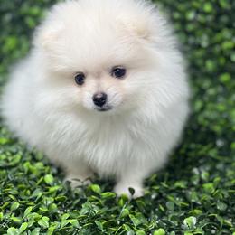 Destiny - White Pomeranian puppy in Brentwood, California from Royalpawpoms