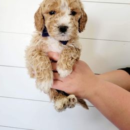 Goldendoodle Puppies from Life_on. Paws