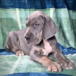 Titan - Blue male Great Dane puppy in Lebanon, Virginia from North Cedar Danes