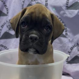 Lizzie - Fawn female Boxer puppy in Taft, Tennessee from Hillbillie Boxers