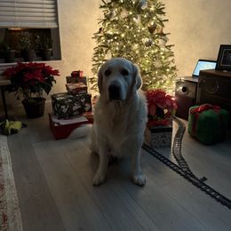 Golden Retriever All Grown Up from Jumbo’s Goldens