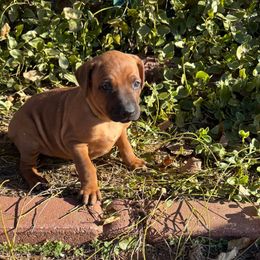 Charlie - Rd whtn blk nose female Rhodesian Ridgeback puppy in Carney, Oklahoma from River Run Parson Russell terriers & River Run Ridgebacks