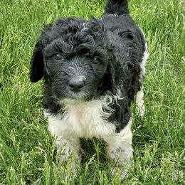 Poodles from Farmington Ridge LLC