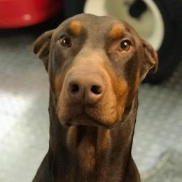 Doberman Pinschers and Labrador Retrievers from Buckfever Kennels