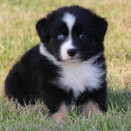 Black Tri Female 1 - Black tri-color female Australian Shepherd puppy in Northport, Alabama from Sipsey River Australian Shepherds