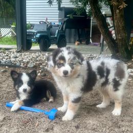 Nimbus - Blue merle male Miniature Australian Shepherd puppy in Interlachen, Florida from Lucky Bones Miniature Australian Shepherds