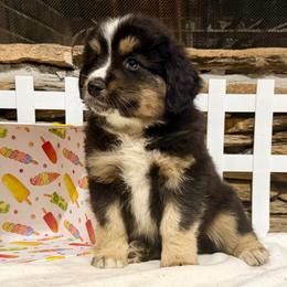 Leo - Black tri-color male Australian Shepherd puppy in Red Springs, North Carolina from Julia Rose Ranch