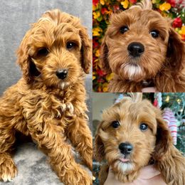 Rover - Cavapoo puppy from Cedar Sprout Puppies