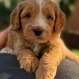Sebastian - Red  male Goldendoodle puppy in San Jose, California from Red White and Doodle