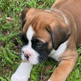 Boxers from North Georgia Boxers