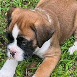 Boxers from North Georgia Boxers
