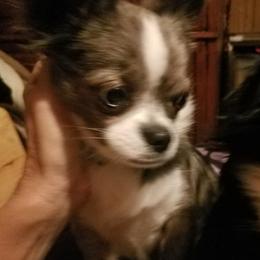 Ghost - Chihuahua