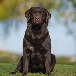 Margo (Margarita) - Labrador Retriever
