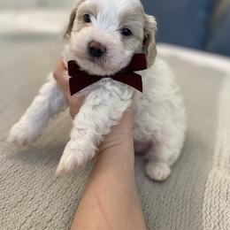 Havanese and Havapoo Puppies from Ladypawspuppies