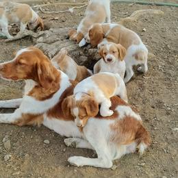 Brittany Puppies from Buster Pointe Brittanys