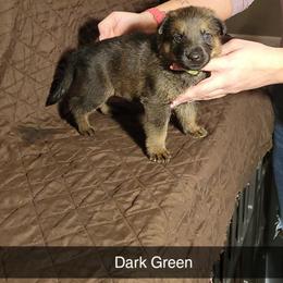 DARK GREEN - Black and tan male German Shepherd puppy in Willoughby, Ohio from WolfPackk