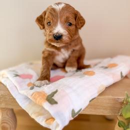 Goldendoodle Puppies from KZ Doodles