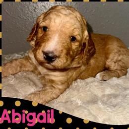 Abigail - Red  female Goldendoodle puppy in Pasadena, Texas from Toledo Creek Doodles