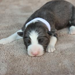 Slate Boy - Slate male Border Collie puppy in Courtland, Alabama from C Bar C Ranch Border Collies