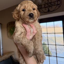 Miss White - Apricot female Goldendoodle puppy in Monticello, Indiana from Faithfully Yours Doodles