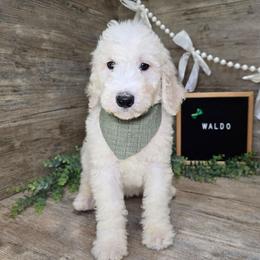 Waldo - Apricot male Goldendoodle puppy in Woodburn, Indiana from DNLS Doodle Puppies
