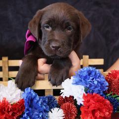 Hot pink collar girl - Chocolate female Labrador Retriever puppy in Dunnellon, Florida from Quail Meadow Labradors