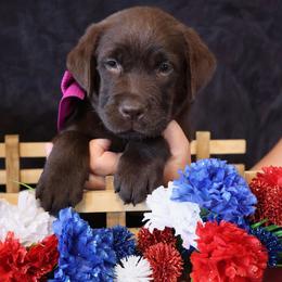 Hot pink collar girl - Chocolate female Labrador Retriever puppy in Dunnellon, Florida from Quail Meadow Labradors