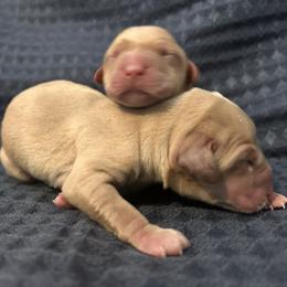 Girl 1 - Yellow female Labrador Retriever puppy in Four Oaks, North Carolina from TLC Retrievers