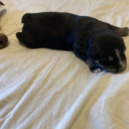 Miniature Australian Shepherd Puppies from Southern Maine Aussies