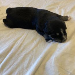 Miniature Australian Shepherd Puppies from Southern Maine Aussies