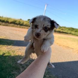 Birdie - Red merle female Australian Shepherd puppy in Cushing, Oklahoma from Little Pastures Australian Shepherds