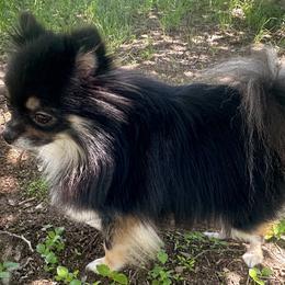 Pomeranians from Tea Time Pomeranians