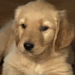 Black Collar - Golden Retriever puppy from Nacimiento Golden Dogs