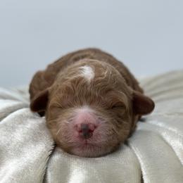 Val - Red  male Goldendoodle puppy in Queen Creek, Arizona from Goldendoodle AZ
