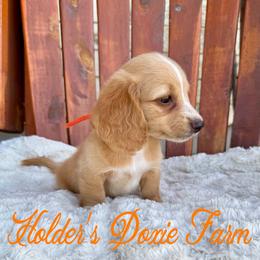 Happy - Cream male Dachshund puppy in Atwood, Oklahoma from Holder’s Doxie Farm