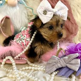Yorkshire Terrier Puppies from Prims Puppies LLC