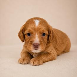 Chance - Red male Cavapoo puppy in Floyd, Virginia from Hearts and Paws Poodles and Doodles