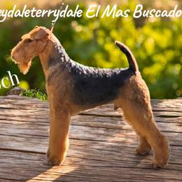 Tenoch - Airedale Terrier