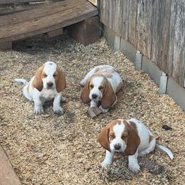 Basset Hound and Pembroke Welsh Corgi Puppies from Solo Spur Ranch
