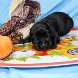 Girl 3 - Black female Labrador Retriever puppy in Parma, Idaho from Campbell Valley Labradors