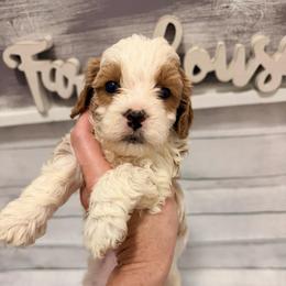 Sleepy - Parti female Goldendoodle puppy in Bradenton, Florida from Christianna’s Mini Goldendoodles